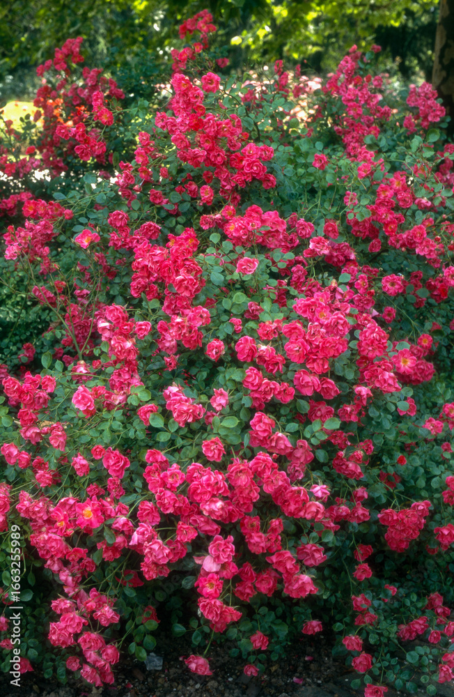 Obraz premium Rose 'Ronja', rosier