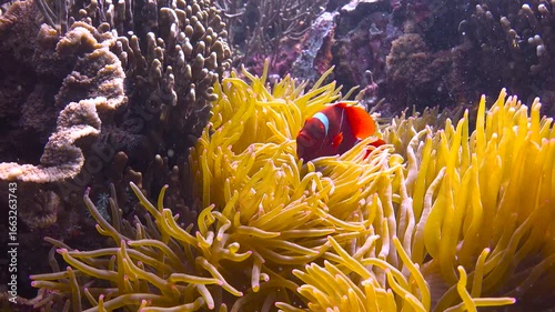 Symbiosis of clown fish and anemones. Diving in Komodo National Park. Indonesia.
