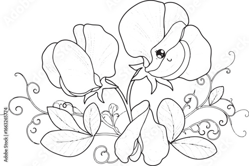 Charming Sweet Pea Flower Line Art Illustration with Delicate De