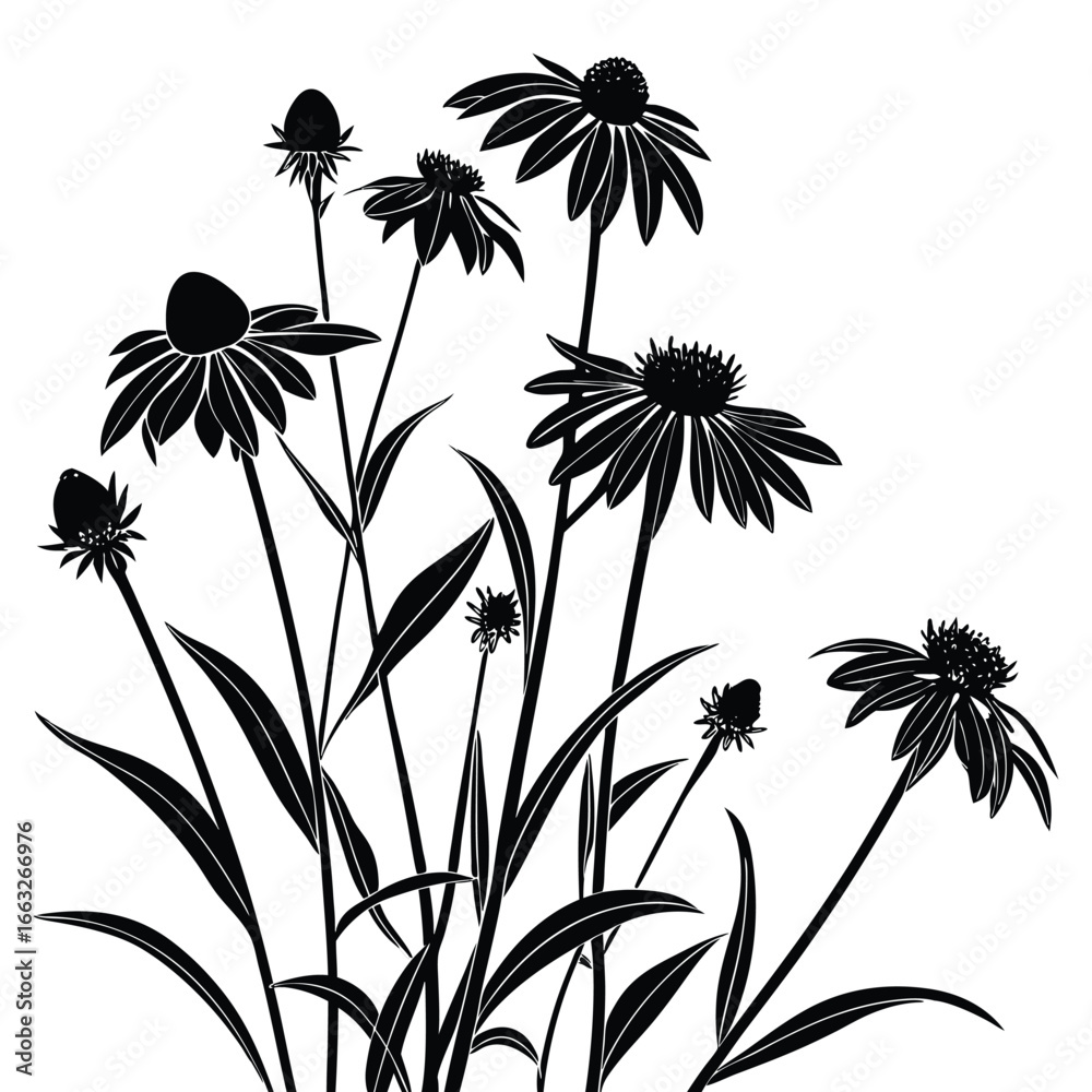 Obraz premium Black Silhouette of a Field of Coneflowers on a White Background echinacea