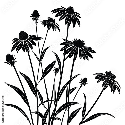 Black Silhouette of a Field of Coneflowers on a White Background echinacea