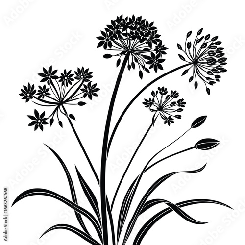 Black silhouette of Allium flowers with buds and grass blades on a white background ornamental onion