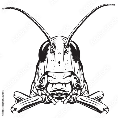 A detailed, black and white vector illustration of a grasshopper's head, showing its antennae, eyes, and mouthparts.