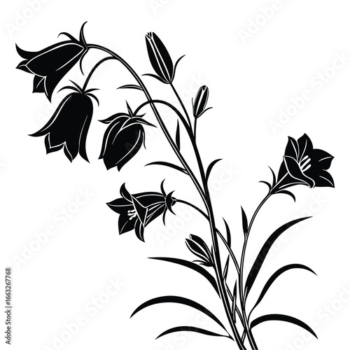 Black Silhouette of Bellflower Blossoms and Buds on White Background campanula floral
