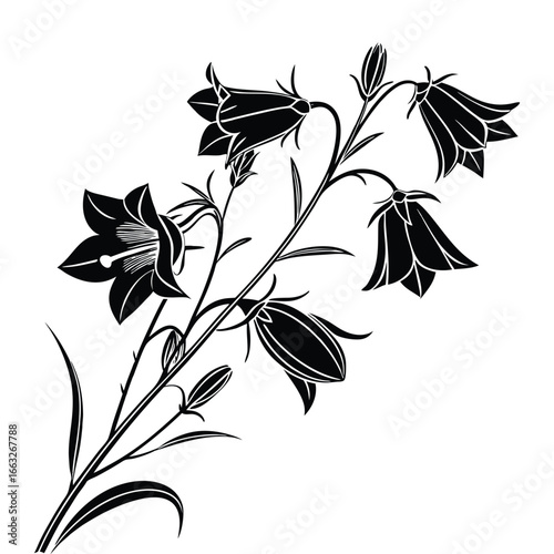 Black Silhouette of Bellflower Plant with Open and Budding Flowers on White Background campanula