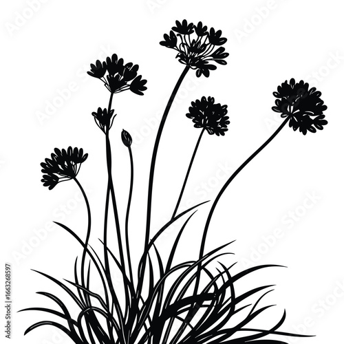 Black silhouette of ornamental onion flowers and grass blades on a white background Allium floral