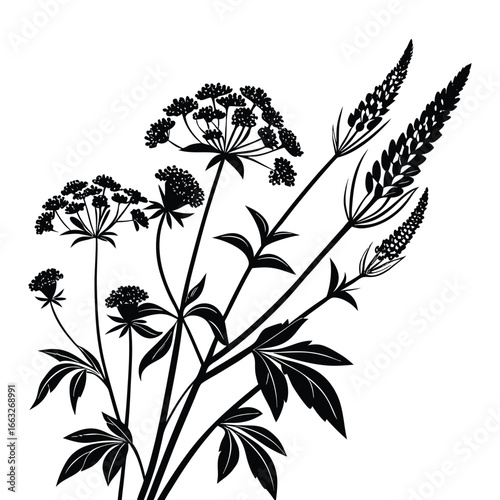 Black Silhouette of Umbel Flowers and Tall Spiked Plants on White Background botanical nature