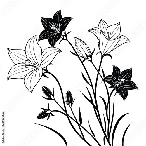 Elegant Black and White Illustration of Bellflower Blossoms and Buds bloom