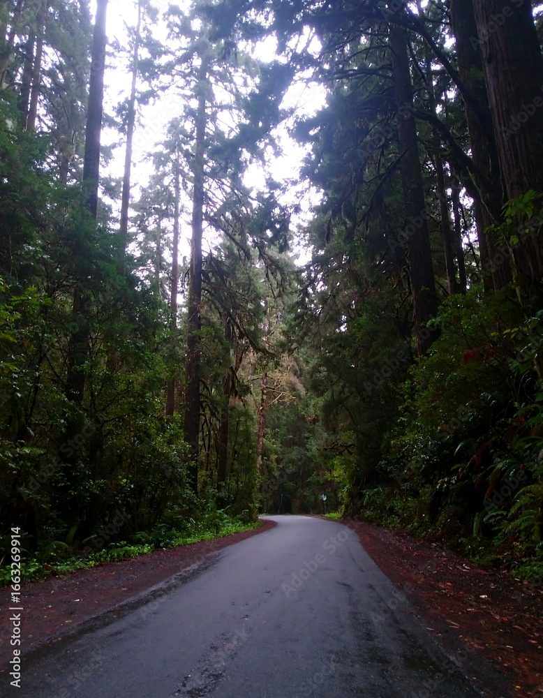 Obraz premium Forest road through tall trees