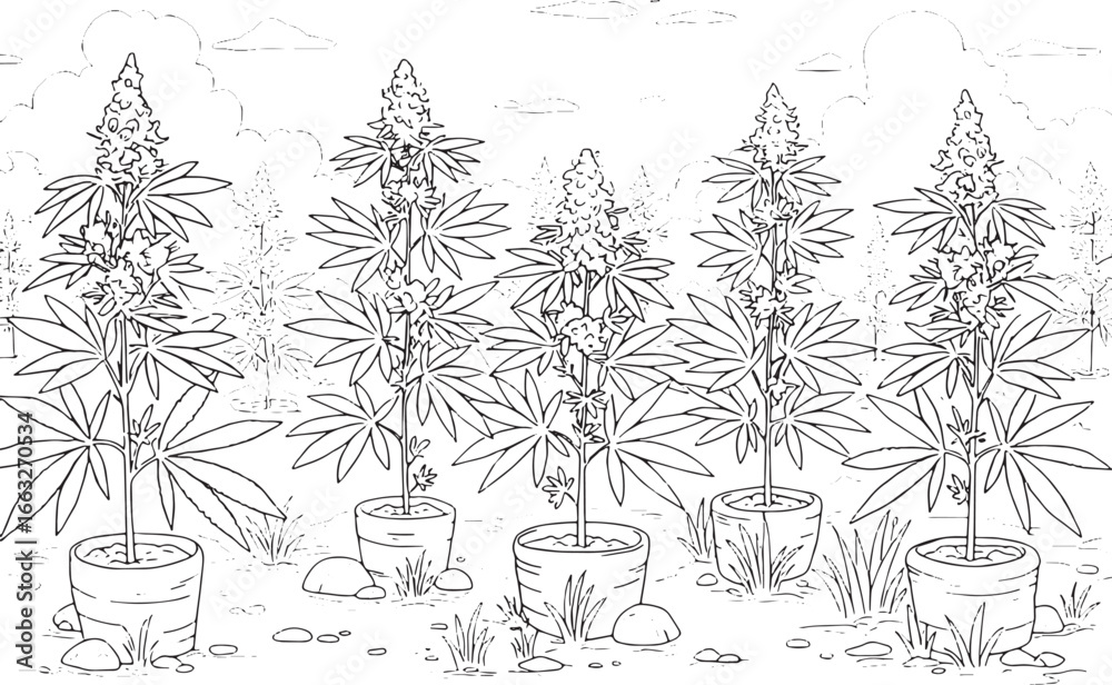 Obraz premium Illustration of a hemp plantation with plants in pots, against a