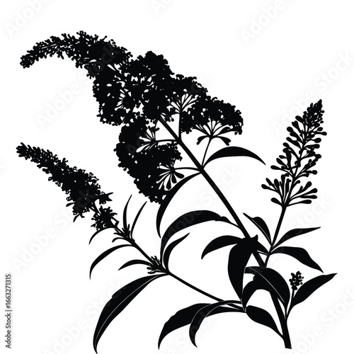 Silhouette of Butterfly Bush with Multiple Flower Spikes and Leaves buddleja blossom