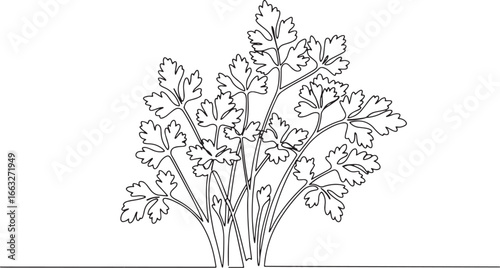 Elegant Single-Line Drawing of a Lush Parsley Herb Garden, Minim