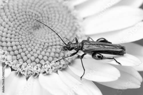Fotografie Black and white image of a Thick-legged flower beetle (Oedemera nobilis),  also known as the swollen-thighed beetle and the false oil beetle, on Anthemis tinctoria ‘E