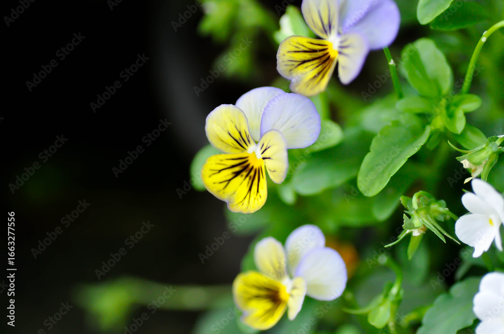 Obraz premium Pansies, Pansy or Viola or Viola cornuta or Viola lutea or Viola x wittrockiana