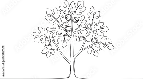 Elegant minimal continuous line drawing of fig tree with fruit a