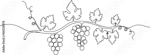 Elegant single line drawing showcasing grapevine with grapes and