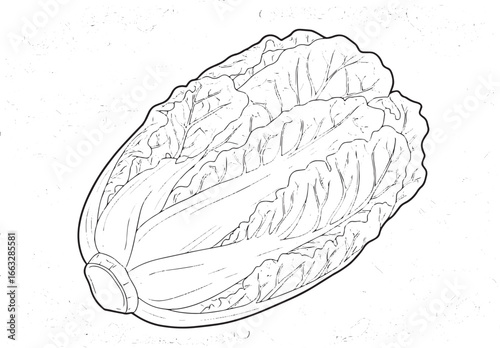 Detailed Napa Cabbage Outline Illustration on Ornate Floral Back