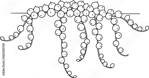 Botanical Line Art: Hanging String of Pearls Succulent Illustrat