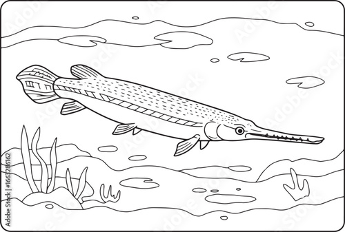 Black and White Coloring Page Illustration of a Longnose Gar Fis