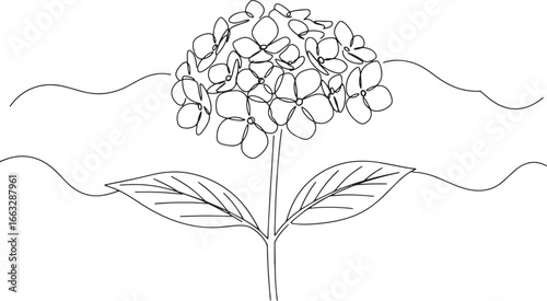 Elegant single line drawing of a blooming Stokesia flower with d