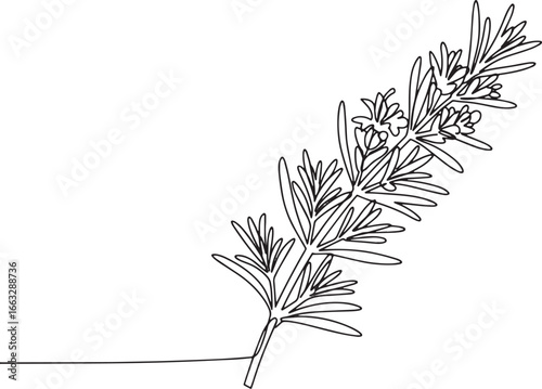Elegant rosemary sprig single line drawing showcasing simplicity