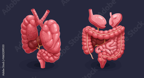 Cartoon Illustration of Human Lungs and Digestive System Anatomy.