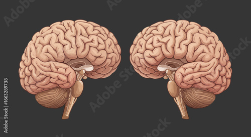 Anatomical Illustration of Human Brains with Lobes and Cerebellum.