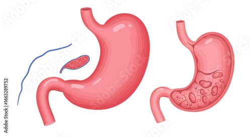 Human Stomach Anatomy Illustration with Internal Structure and Gallbladder.