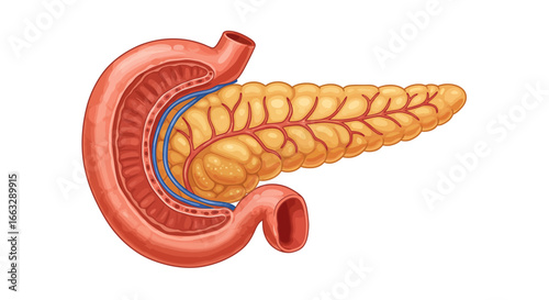 Detailed Anatomical Illustration of the Human Pancreas and Duodenum.
