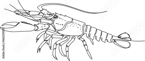 Elegant linear illustration of bahamian rock lobster on a white