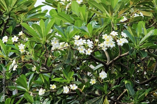 Frangipani tree in full bloom with white and yellow flowers, tropical plumeria branches for spa, wellness, and landscaping design