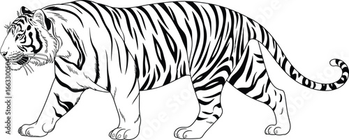 Black and White Tiger Illustration | Majestic Wild Animal Drawing with Detailed Stripes for Nature & Wildlife Art

