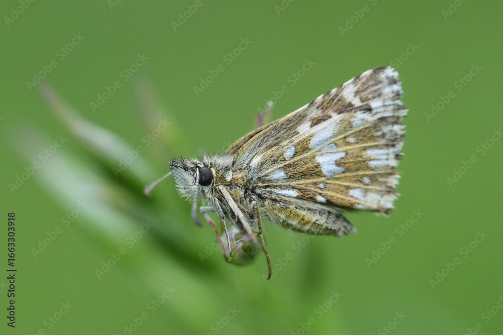 Fototapeta premium Closeup on a small Grizzled Skipper butterfly, Pyrgus malvae with closed wings in a grassland
