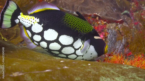 Clown trigger fish. Diving in Komodo National Park. Indonesia.