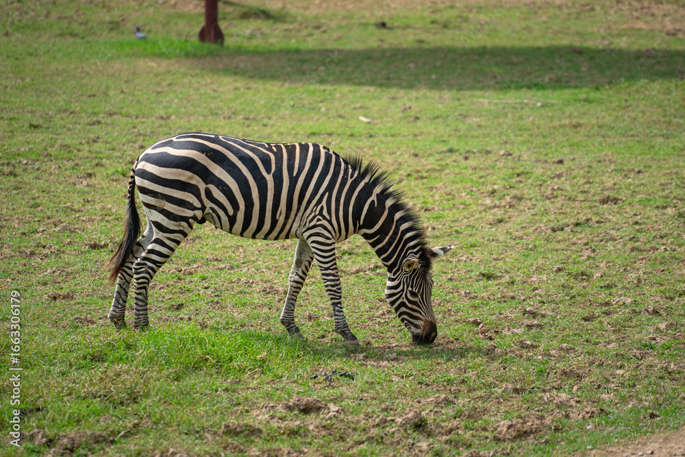 Naklejka premium Zebra horse is living at outdoor safari environment. Animal and wildlife in nature portrait photo.