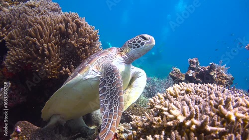A sea turtle. Diving in Komodo National Park. Indonesia.