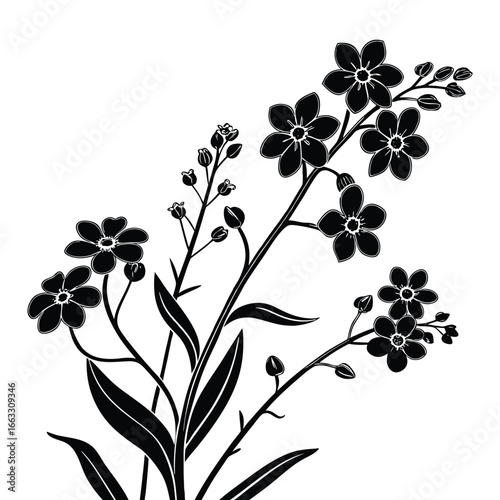 Black and White Silhouette Illustration of Forget- Me- Not Flowers on White forget-me-not bloom