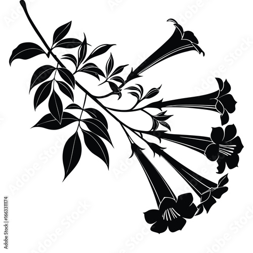 Black Silhouette of a Branch with Trumpet- Shaped Flowers and Leaves on a White Background floral