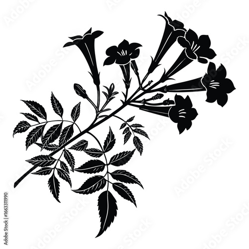 Black Silhouette of a Flowering Branch with Trumpet Blooms and Compound Leaves on White floral