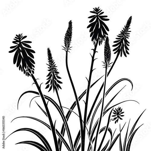 Black Silhouette of Multiple Torch Lily Flowers and Foliage on White red hot poker kniphofia