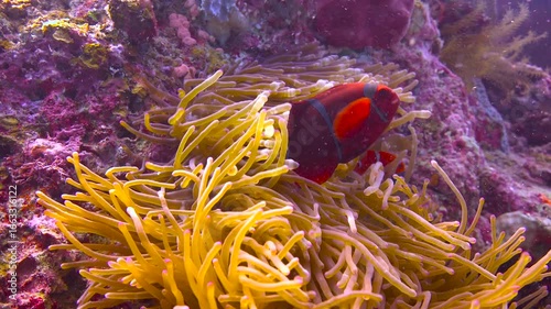 Symbiosis of clown fish and anemones. Diving in Komodo National Park. Indonesia.