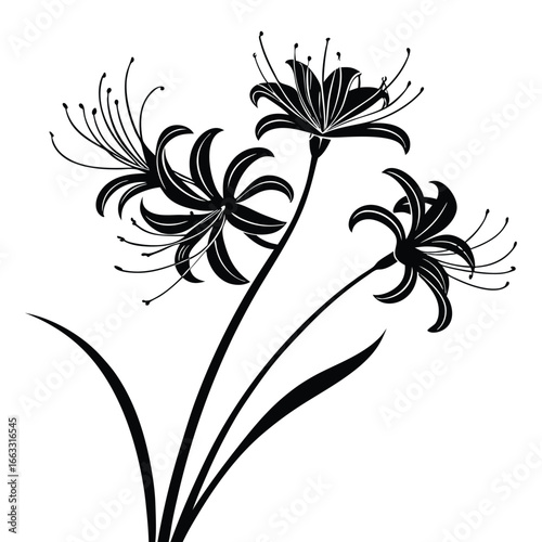 Black silhouette of three Lycoris radiata flowers with long stamens and leaves on white Red spider lily