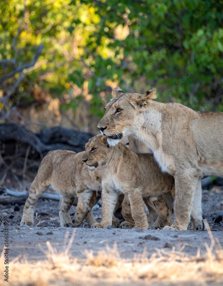 Naklejka premium Lioness and Cubs Walking on Sandy Riverbank