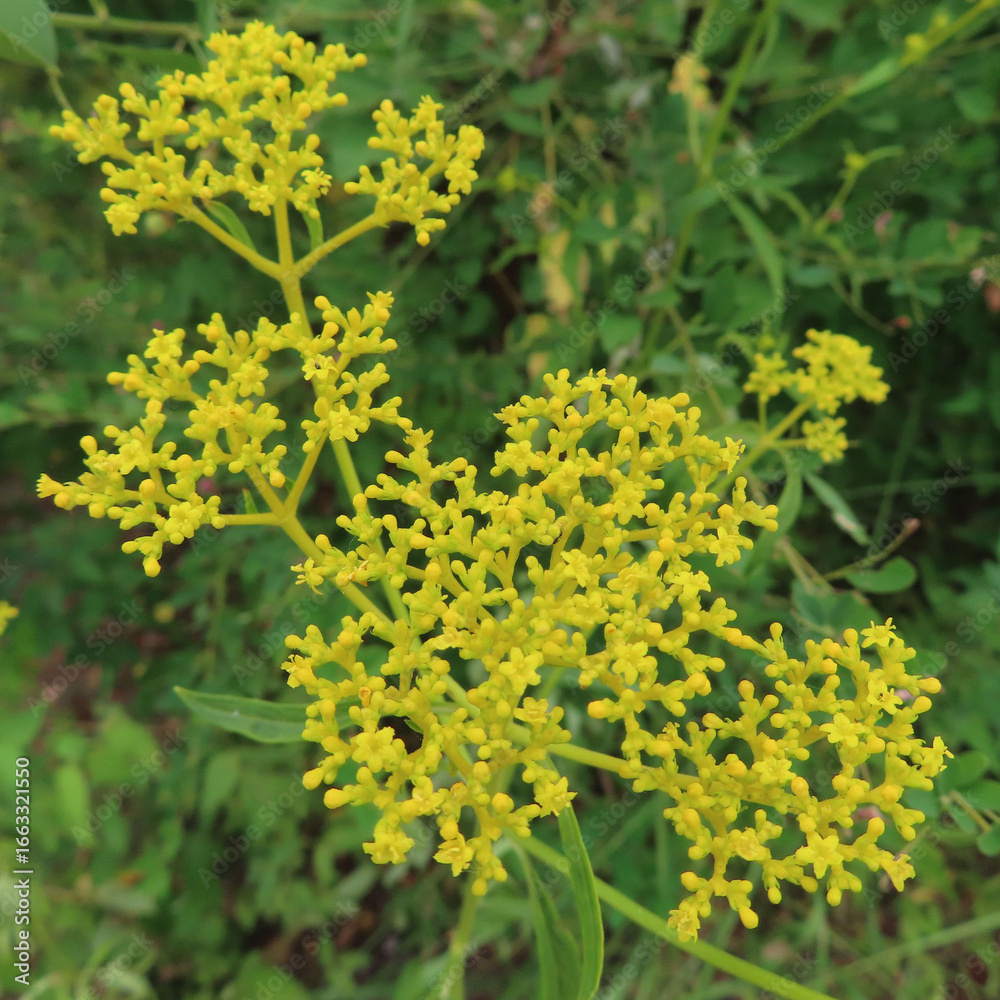 Obraz premium 日本で夏にオミナエシが黄色い花を咲かせています