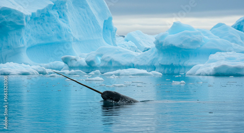 A magnificent narwhal surfaces in the frigid Arctic waters, its long tusk piercing the as it navigates among towering icebergs under a cloudy sky.