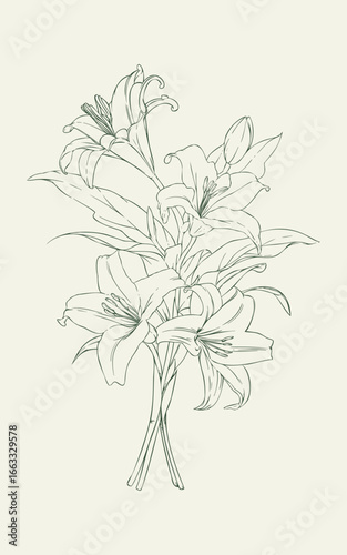 Hand Drawn Calla Lily Flower Elegant Botanical Illustration