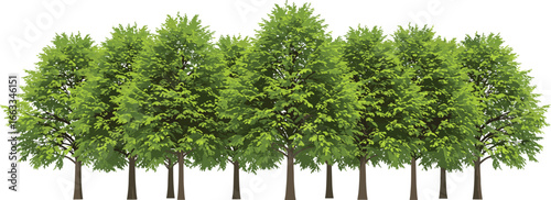 tree isolated on white background, green grass, isolated