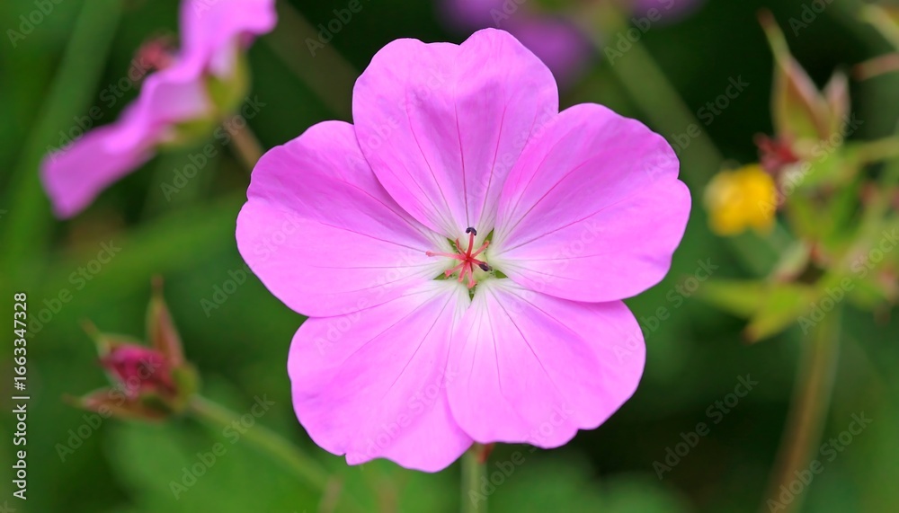 Fototapeta premium Pink Flower Close-up in Garden