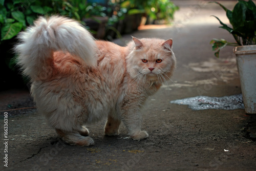 A single cat walking lonely
