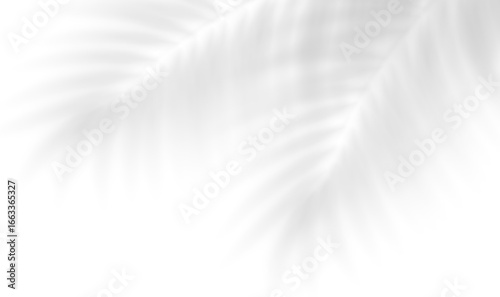 Realistic shadow of coconut palm branch. Transparent shadow overlay effect tropical leaves. Mockup of transparent tropic leaves shadow, sunlight through tropical foliage. Vector illustration